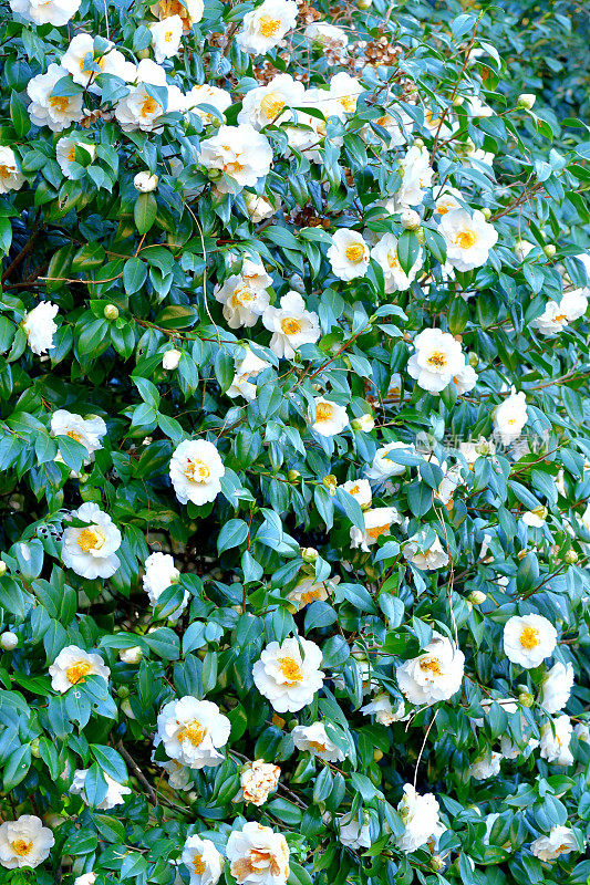 山茶花/日本山茶花花:红色，粉红色和白色